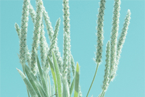 手机号轰炸业务网